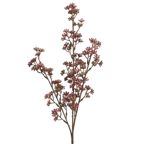 Kirsebærgren Lilla - 60cm