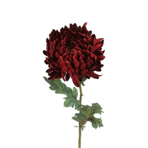 Evighedsblomst Chrysanthemum Rød H75cm