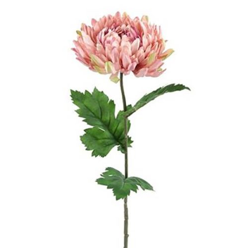 Evighedsblomst Chrysanthemum rosa 75cm