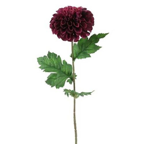 Evighedsblomst Dahlia mørke lilla 75cm