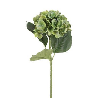Evighedsblomst Hortensia Grøn H65cm