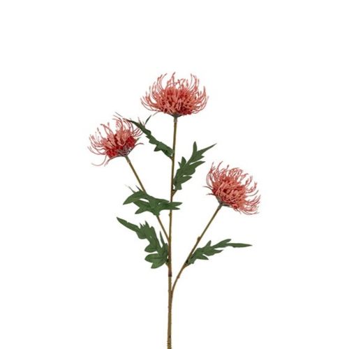 Evigheds Protea Peach H71cm