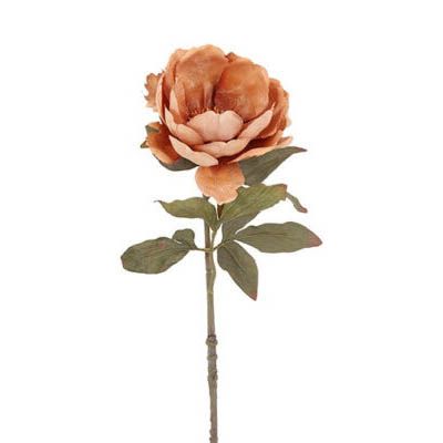 Evighedsblomst Peony Kamel H56cm