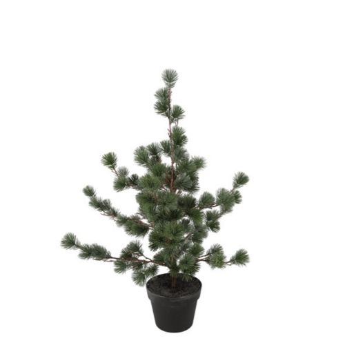 Evigheds Ceder Træ Støvet Grå i Potte H79cm