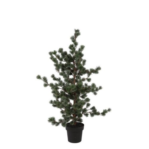 Evigheds Ceder Træ Støvet Grå i Potte H119cm