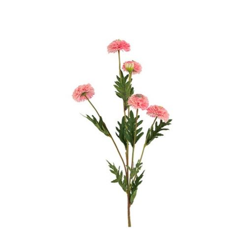 Evighedsblomst Helichrysum H68cm - Rosa