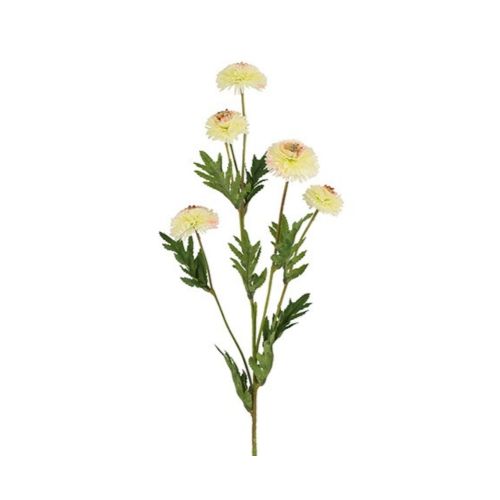 Evighedsblomst Helichrysum H68cm - Hvid