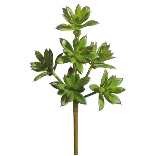 Evigheds Crassula gren H30cm