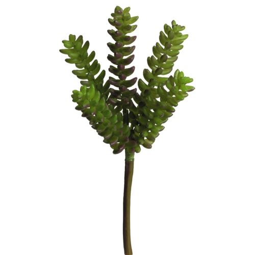 Evigheds Sedum sukkulent H24cm