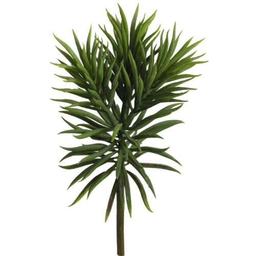 Evigheds Crassula H20cm