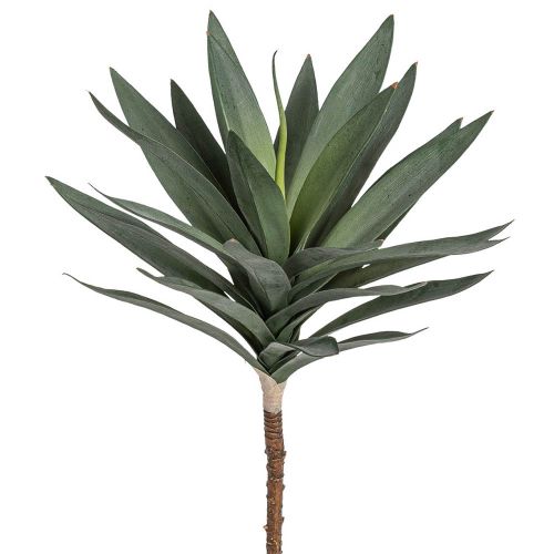 Evigheds Agave H40cm