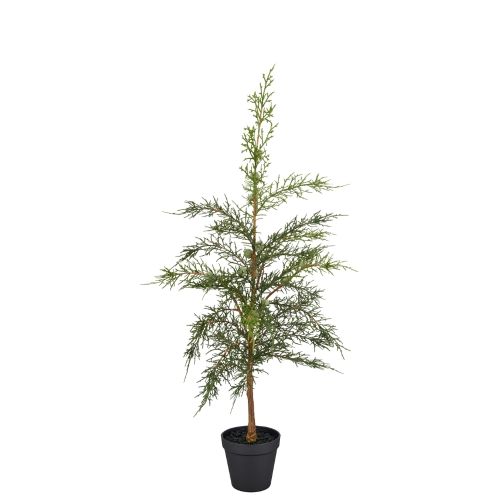 Evigheds Cypress i Potte Grøn H74cm