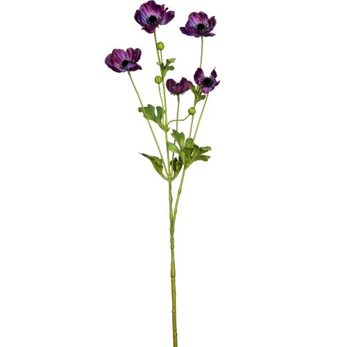 Evighedsblomst Anemone H81cm - Lilla