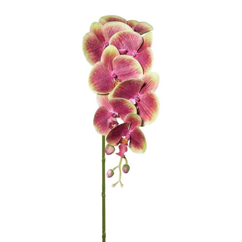 Evigheds Orkide/phalaenopsis real touch grøn/lilla 87cm