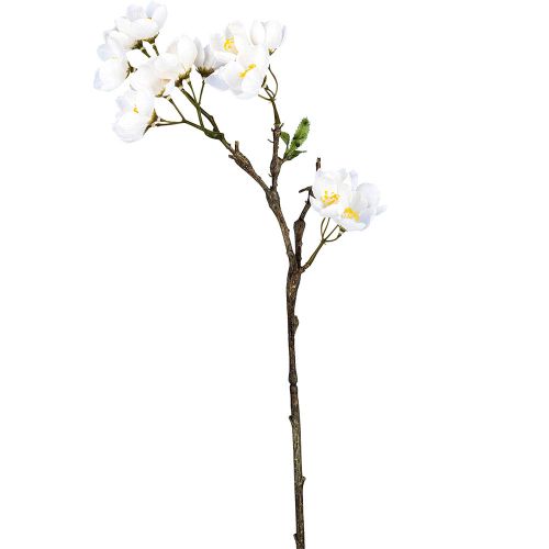 Evigheds Æbleblomst gren hvid 60 cm
