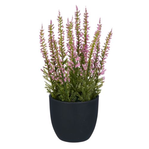 Evigheds Lyng i Potte Rosa H17cm 