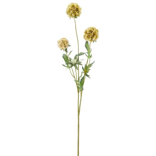 Evighedsblomst Scabiosa H75cm - Sennepsgul