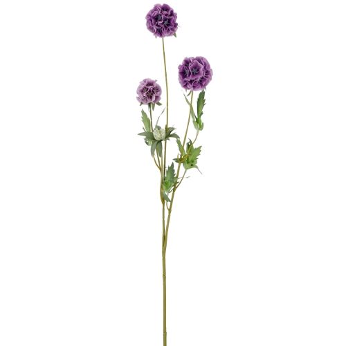 Evighedsblomst Scabiosa H75cm - Lilla