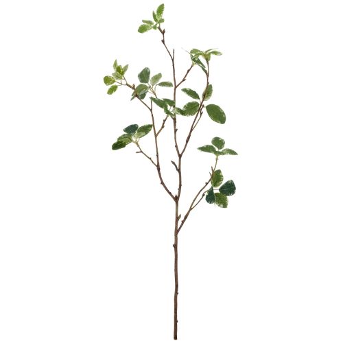 Evigheds Pittosporum Gren H60cm - Grøn