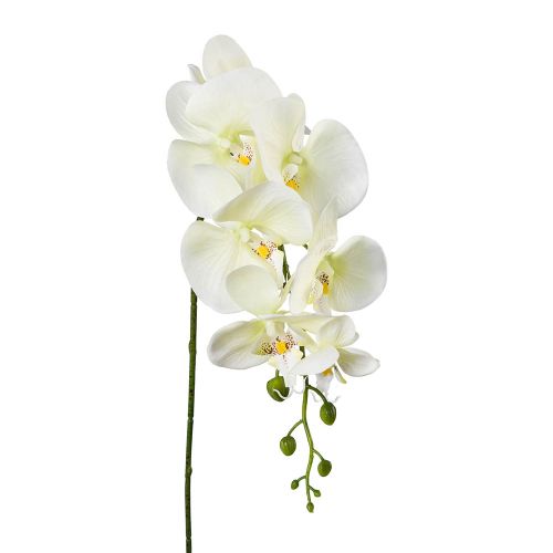 Evigheds Orkide/phalaenopsis grøn/hvid 86cm