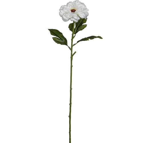 Evighedsblomst Zinnia hvid 63cm