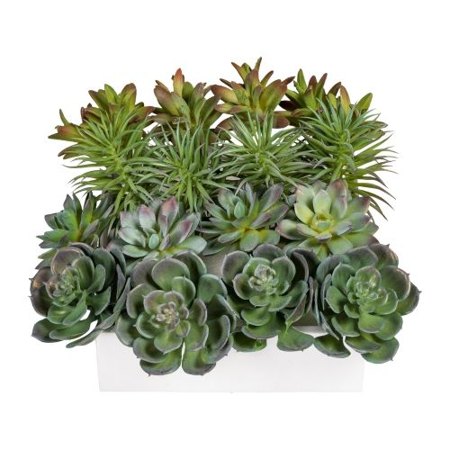 Evigheds sukkulenter mix 4 ass. H12-16cm