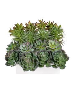 Evigheds Mini sukkulenter H22cm